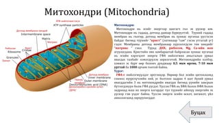 Митохондри (Mitochondria)
Буцах
Дотоод мембраны хөндий
АТФ нийлэгжих хэсэг
Матрикс
Рибосом Крист
Гранул
Дотоод мембран
Гадаад
мембран
Дезоксирибоз нуклейн хүчил
/ДНХ/
Митохондри:
Митохондри нь эсийг энергээр хангагч гол эх үүсвэр юм.
Митохондри нь гадаад, дотоод давхар бүрхүүлтэй. Түүний гадаад
мембран нь гөлгөр, дотоод мембран нь хуниас нугачаа үүсгэсэн
байдаг бөгөөд түүнийг “крист” (латинаар “сам” гэсэн утгатай үг)
гэдэг. Мембраны дотоод мембранаар хүрээлэгдсэн төв хөндийг
“матрикс ” гэнэ. Түүнд ДНХ, рибосом, Мg, Ca-ийн ион
агуулагдана. Кристийн эмх замбараатай байрласан хуниас нугачаа
нь эсийн хэрэгцээт энерги ГФА нийлэгжих амьсгалын урвал
явагдах талбайг нэмэгдүүлэх зорилготой. Митохондрийн хэлбэр,
хэмжээ эс бүрт өөр боловч дунджаар 0,5 мкм өргөн, 7-10 мкм
урттай ба 1000 орчим тоотой байна.
Үүрэг:
ГФА-г нийлэгжүүлдэг эрхтэнцэр. Өөрөөр бол эсийн цитоплазмд
глюкоз нүүрсхүчлийн хий, ус болтлоо задрах 4 шат бүхий урвал
явагддагийн 3 нь митохондрийн явагдах бөгөөд үүнийн завсрын
бүтээгдэхүүн болж ГФА үүсдэг. Үүссэн ГФА нь ХФА болон НФА болон
задрахад маш их энерги ялгардаг тул түүнийг ийнхүү энергийн эх
үүсвэр гэж үздэг байна. Үүссэн энерги эсийн өсөлт, хөгжилт, үйл
ажиллагаанд зарцуулагддаг.
 