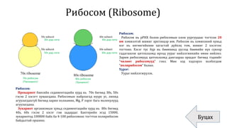 Рибосом (Ribosome)
Буцах
30s дэд нэгж
50s дэд нэгж
40s дэд нэгж
60s дэд нэгж
70s рибосом
/Прокариот/
80s рибосом
/Эукариот/
Рибосом:
Рибосом нь рРНХ болон рибосомын олон уургуудаас тогтсон 20
нм хэмжээтэй жижиг эрхтэнцэр юм. Рибосом нь хэмжээний хувьд
нэг нь нөгөөгийнхөө хагастай дүйхэц том, жижиг 2 хэсэгээс
тогтоно. Хэсэг тус бүр нь бөөмхөнд үүсээд бөөмийн нүх сүвээр
гадагшилж цитоплазмд ирээд уураг нийлэгжихийн өмнө нийлнэ.
Зарим рибосомууд цитоплазмд дангаараа оршдог бөгөөд тэднийг
“чөлөөт рибосомууд” гэнэ. Мөн хэд хэдээрээ холбогдож
“полирибосом” болно.
Үүрэг:
Уураг нийлэгжүүлэх.
Рибосом:
Прокариот биесийн седиментацийн хурд нь 70s бөгөөд 30s, 50s
гэсэн 2 хэсэгт хуваагдана. Рибосомын найрлагад нүүрс ус, липид
агуулагдахгүй бөгөөд харин полиамин, Mg, P зэрэг бага молекулууд
агуулагдана.
Эукариот организмын хувьд седиментацийн хурд нь 80s бөгөөд
40s, 60s гэсэн 2 хэсэг гэж задардаг. Бактерийн эсэд 15000,
эукариотод 100000 байх ба 4-100 рибосомоос тогттон полирибосом
байдалтай оршино.
 