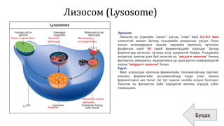 Лизосом (Lysosome)
Буцах
Гадны эс эсвэл биет Аюултай
эрхтэнцэр
Молекулууд
устгагдах болно
Эс Лизосом
Мөхлөгтэй нийлж
хайлуулна
Лизосом:
Лизосом нь (грекийн “лизео”- уусгах, “сома” бие) 0,2-0,5 мкм
хэмжээтэй мөхлөг бөгөөд гольджийн аппаратаас үүсдэг. Олон
янзын полимеруудыг задалж чадахуйц протеоза, хүчиллэг
фосфотаза зэрэг 40 гаруй ферментүүдийг агуулдаг. Эдгээр
ферментүүд хүчиллэг орчинд илүү идэвхитэй байдаг. Гольджийн
аппартаас дөнгөж үүсч буй лизосом нь “анхдагч лизосом” бөгөөд
фагоцитоз, пиноцитоз, эндоцитозын үр дүнд үүссэн цэврүүнүүдтэй
нийлж “хоёрдогч лизосом” болно.
Үүрэг:
Өөрт агуулагдах протеоза ферментийн тусламжтайгаар уургийг,
амилаза ферментийн тусламжтайгаар нүүрс усыг, липаза
ферментээрээ өөх тосыг тус тус задалж энгийн нэгдэл болгодог.
Лизосом нь фагоцитоз хийх чадвартай амьтны эсүүдэд элбэг
тохиолдоно.
 