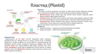 Пластид (Plastid)
Урьдал пластид
Этиопластид
Лейкопластид
Хлоропластид
Хромопластид
Амилопластид Элайопластид Протейнопластид
Гадаад мембран
Дотоод мембран Тилакойд
СтромХлоропластид:
Хлоропластид нь 4-6 мкм голчтой бөөрөнхий юмуу зээрэнцэг
хэлбэртэй бие юм. Хлоропластид нь гадаад, дотоод гэсэн 2 мембран
бүрхүүлтэй. Гадаад мембран нь гөлгөр байх ба хлоропластидад өөр
хоорондоо болон дотоод мембранд холбогдсон гранууд бий. Граны
хөндийг стром гэнэ. Түүнд рибосом, ДНХ байдаг. Гранын нэгж хэсэг
болох тилакойдын дотор байх хлорофиллын ногоон мөхлөг нь нарны
гэрлийг хүлээн авч фотосинтез явуулдаг. Дээд ургамлын навчны эсэд
40-60 хлоропластид байна. Буцах
Пластид:
Пластид нь зөвхөн ургамлын эсэд байх ба ямар нөсөө агуулж байгаасаа хамаарч
өнгө, хэлбэр бүтэц, үүргийн хувьд ялгаатай дараахи ерөнхий гурван хэлбэртэй:
 Хромопластид- Улаан, улбар шар, шар өнгийн нөсөө агуулна. Цэцгийн дэлбэ,
жимсэнд байна. Шавж дуудах үүрэгтэй.
 Лейкопластид- Өнгөгүй нөсөө агуулсан, ургамлын нөөц-цардуул хуримлах байр
юм. Төмснны булцууны эсүүд, үндсэнд байна. тэжээлийн бодис нөөцлөх үүрэгтэй.
 Хлоропластид- Ногоон өнгийн нөсөө агуулна. Ургамлын бүхий л ногоон хэсэгт
агуулагдана. Гэрэл нийлэгжилт буюу фотосинтез явуулах үүрэгтэй.
Эдгээр пластидууд гэрэлтэй үед нэг нь нөгөөдөө шилжинэ.
Жишээ нь:
 Лейкопластидаас --- Хлоропластид (Төмсний булцуу ногоорох)
 Хлоропластидаас --- Хромопластид (Навч шарлах)
 