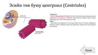Эсийн төв буюу центроил (Centrioles)
Буцах
Эсийн төв
Центройль
Эсийн төв:
0.3-0.5 мкм урттай, 0,2 мкм голчтой, бие биен дээрээ перпендукляр
байрласан хос бортгон хэлбэртэй эрхтэнцэр ба түүний ханыг гурав,
гурваараа хосолсон 9 багц хана үүсгэдэг.
Үүрэг:
Центройль интерфазын G2 шатанд нийлэгжиж 2 болоод, профазын
шатанд эсийн 2 туйлруу салж өөр хоорондоо ээрүүлгэн утаслагуудаар
холбогдоно.
 
