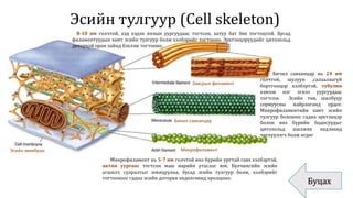 Эсийн тулгуур (Cell skeleton)
Буцах
Эсийн мембран
Завсрын филамент
Бичил савханцар
Микрофиламент
Микрофиламент нь 5-7 нм голчтой янз бүрийн урттай савх хэлбэртэй,
актин уургаас тогтсон маш нарийн утаслаг юм. Булчингийн эсийн
агшилт, сулралтыг зохицуулна, бусад эсийн тулгуур болж, хэлбэрийг
тогтоохоос гадна эсийн доторхи хөдөлгөөнд оролцоно.
8-10 нм голчтой, хэд хэдэн янзын уургуудаас тогтсон, хатуу бат бөх тогтоцтой. Бусад
филаментуудын хамт эсийн тулгуур болж хэлбэрийг тогтооно. Эрхтэнцэрүүдийг цитозольд
доторхой орон зайнд бэхлэж тогтооно.
Бичил савханцар нь 24 нм
голчтой, шулуун ,салаалаагүй
бортгонцор хэлбэртэй, тубулин
хэмээх нэг эгнээ уургуудаас
тогтсон. Эсийн төв, шилбүүр
сормуусны найрлаганд ордог.
Микрофиламентийн хамт эсийн
тулгуур болохоос гадна эрхтэнцэр
болон янз бүрийн бодисуудыг
цитозольд шилжих хөдлөхөд
чиглүүлэгч болж өгдөг
 