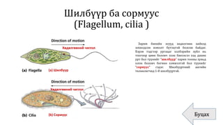 Шилбүүр ба сормуус
(Flagellum, cilia )
Буцах
(a) Шилбүүр
(b) Сормуус
Хөдөлгөөний чиглэл
Хөдөлгөөний чиглэл
Зарим биеийн эсүүд хөдөлгөөн хийхэд
зохилдсон нэмэлт бүтэцтэй болсон байдаг.
Хэрэв тэдгээр ургацаг хэлбэрийн зүйл нь
тоогоор цөөн боловч эзэн биеээсээ хэд дахин
урт бол түүнийг “шилбүүр” харин тооны хувьд
олон боловч богино хэмжээтэй бол түүнийг
“сормуус” гэдэг. Шилбүүртний ангийн
төлөөлөгчид 1-8 шилбүүртэй.
 