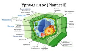 Ургамлын эс (Plant cell)
Пероксисом
Вакуоль
Хлоропласт
Плазмодесма
Эсийн хана
 