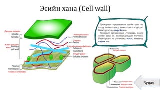 Эсийн хана (Cell wall)
Буцах
Прокариот организмын эсийн хана нь
хатуу полисахарид, амин хүчил агуулдаг.
Бэхжүүлэгч нь мурейн юм.
Эукариот организмын /ургамал, мөөг/
эсийн хана нь полисахаридаас тогтоно.
Бэхжүүлэгч нь ургамалд эслэг, мөөгөнд
хитин юм.
Хемицеллюлоз
Пектин
Эслэгийн микрофибрилл
Уусдаг уураг
Плазман мембран
Эсийн анхдагч
хана
Дундын ламелл
Дундын ламелл
Плазман мембран
Анхдагч хана
Хоёрдогч хана
 