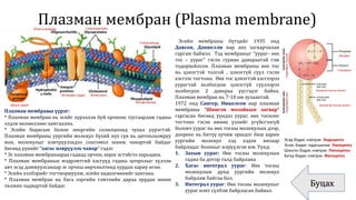 Плазман мембран (Plasma membrane)
Буцах
Эсийн мембраны бүтцийг 1935 онд
Давсон, Даниелли нар анх загварчилан
гаргаж байжээ. Тэд мембраныг “уураг- өөх
тос – уураг” гэсэн гурван давхраатай гэж
тодорхойлсон. Плазман мембраны өөх тос
нь цэнэгтэй толгой , цэнэггүй сүүл гэсэн
хэсгээс тогтоно. Өөх тос цэнэгтэй хэсгээрээ
уурагтай холбогдож цэнэггүй сүүлээрээ
холбогдон 2 давхраа үүсгэдэг байна.
Плазман мембран нь 7-10 нм зузаантай.
1972 онд Сангер, Николсон нар плазман
мембраны “Шингэн мозайкын загвар”
гаргасан бөгөөд үүндээ уураг, өөх тосноос
тогтоно гэсэн өмнөх үзлийг үгүйсгээгүй
боловч уураг нь өөх тосны молекулын дээр,
доороос нь битүү хучиж оршдог биш харин
уургийн молекул хэд хэдэн янзаар
байрладаг болохыг илрүүлсэн юм. Үүнд:
1. Захын уураг: Өөх тосны молекулын
гадна ба дотор талд байрлана
2. Хагас интеграл уураг: Өөх тосны
молекулын дунд уургийн молекул
байрлаж байгаа бол.
3. Интеграл уураг: Өөх тосны молекулыг
уураг нэвт сүлбэж байрласан байвал.
Плазман мембраны үүрэг:
* Плазман мембран нь эсийг хүрээлэн буй орчноос тусгаарлаж гадны
элдэв нөлөөллөөс хамгаална.
* Эсийн бодисын болон энергийн солилцоонд чухал үүрэгтэй.
Плазман мембраны уургийн молекул бүхий нүх сүв нь цитоплазмруу
ион, молекулыг нэвтрүүлэхдээ сонгомол шинж чанартай байдаг
бөгөөд үүнийг “хагас нэврүүлэх чанар” гэдэг.
* Эс плазман мембранаараа гадаад орчин, хөрш эстэйгээ харьцана.
* Плазман мембранын мэдрэмтгий хэсгүүд гадны цочролыг хүлээн
авч эсэд дамжуулсанаар эс орчны өөрчлөлтөнд хурдан хариу өгнө.
* Эсийн хэлбэрийг тогтворжуулж, эсийн хөдөлгөөнийг хангана.
* Плазман мембран нь бага зэргийн гэмтлийн дараа хурдан нөхөх
төлжих чадвартай байдаг.
Ханасан тосны хүчил
Ханаагүй тосны хүчил
Глицерол
Фосфат
ГидрофилтолгойГидрофобсүүл
Эсэд бодис нэвтрэх- Эндоцитоз
Эсээс бодис гадагшилах- Эзкоцитоз
Шингэн бодис нэвтрэх- Пиноцитоз
Хатуу бодис нэвтрэх- Фагоцитоз
Олигосахарид Гликопротейн
Гликолипид
Фосфолипид
ХолестролИнтеграл уураг
Захын уураг
 