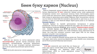Бөөм буюу карион (Nucleus)
Буцах
Цистерн
Бөөмхөн
Бөөмийн бүрхүүл
Хроматин
Бөөмийн нүх сүв
Бөөмхөн
Бөөм:
Бөөм нь бөөрөнхий, зууван хэлбэртэй, эсийн доторхи хамгийн том эрхтэнцэр
бөгөөд ойролцоогоор 10 мкм хэмжээтэй. Бөөмөн дотор эсийн удамшилын
материалын ихэнхи хэсэг агуулагдаж (пластид болон митохондрид үлдсэн
хэсэг) эсийн үйл ажиллагааг хянаж, удирддаг. Бөөмийн удамшилын материалд
байх генүүд нь хромсомын дагуу цуварч байрлана. Мөөг, дээд ургамал, амьтны
эсд гол төлөв нэг бөөм байх бол элэгний эс, булчингийн эс, араг ясны эс, нэг эст
шаахайн эс зэрэг нь олон бөөмтэй байдаг. Харин цусны улаан эс огт бөөмгүй.
Бөөмийн бүрхүүл:
Бөөмийн бүрхүүл нь түүнийг цитоплазмаас тусгаарласан 2 давхар
мембрантай. Тэдгээр нь плазман мембрантай адил уураг, өөх тосноос тогтоно.
Хоёр мембраны хоорондох 20-60 нм өргөн хөндийг “перинуклеарын хөндий”
гэнэ. Бөөмийн бүрхүүл дээр 80-90 нм өргөнтэй сүвүүд оршиж бөөмийг
цитоплазмтай холбоно. Сүвийн голч эсийн мембраны сүвээс ойролцоогоор 10
дахин том учир бага молекулт нэгдлээс гадна уураг, РНХ гэх мэт өндөр
молекулт нэгдлийг ч мөн нэвтрүүлнэ.
Бөөмийн шингэн буюу кариоплазм:
Энэ нь гель хэлбэртэй бөөмийн дотоод орчин юм. Түүнд хроматин, бөөмхөн,
ион, уураг, амин хүчил, нуклеотид, ферментүүд зэрэг химийн олон элементүүд
ууссан болон уусаагүй байдлаар хадгалагдана.
Бөөмхөн:
1-10 мкм хэмжээтэй, нягт ихтэй бие, нэг бөөмд нэг
юмуу арав хүртэл тоотой байж болно. Бөөмхөн нь РНХ,
уургийн бөөгнөрөл юм. Бөөмхөнд рРНХ үүсч,
хуримтлагддаг. рРНХ нь тусгай уургуудтай нэгдэж
рибосомыг үүсгэдэг.
ДНХ:
ДНХ-ийн хос мушгиа нь гистон уургуудтай нийлж
нуклеопротейдыг үүсгэнэ. Эдгээр утаслагууд тусгай
уургуудын тусламжтайгаар эрчлэгдэн хроматиныг
үүсгэнэ. Тэр нь цааг гогцоорон мушгирч хроматидыг
үүсгэх ба хос хроматид холбогдож хромсом болно
Үүрэг:
Эсийн бүтэц үйл ажиллагааг хянаж удирддаг.
 