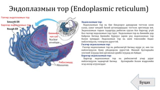 Эндоплазмын тор (Endoplasmic reticulum)
Буцах
Гөлгөр эндоплазмын тор
Барзгар эндоплазмын тор
Рибосомууд
Бөөмийн
нүх сүв
Эндоплазмын тор:
Эндоплазмын тор нь бие биедээрээ давхарлаж тогтсон олон
салаа, суваг хөндий бүхий уутанцаруудаас тогтсон эрхтэнцэр юм.
Эндоплазмын торын гадаргууд рибосом суусан бол барзгар, үгүй
бол гөлгөр эндолазмын тор гэдэг. Эндолазмын тор нь бөөмийн дор
байрлах бөгөөд бөөмийн бүрхүүл зарим үед эндоплазмын тор
болон хувирдаг. Эндолазмын тор нь шим тэжээлийн бодис
нийлэгжүүлэх, тээвэрлэх үүрэгтэй.
Гөлгөр эндоплазмын тор:
Гөлгөр эндоплзамын тор нь рибосомгүй бөгөөд нүүрс ус, өөх тос
нийлэгжүүлэх буюу үйлдвэрлэх үүрэгтэй. Өөхний булчирхайн
элэгний эсүүдэд мөн ургамлын үрийн эсүүдэд их байдаг.
Барзгар эндоплазмын тор:
Барзгар эндоплазмын тор нь рибосомтой учир уураг
нийлэгжүүлэх чадвартай бөгөөд булчирхайн болон мэдрэлийн
эсэд ихээр агуулагддаг.
 