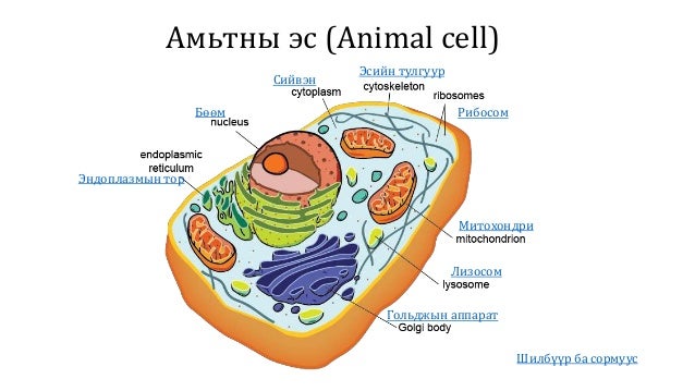 Эс