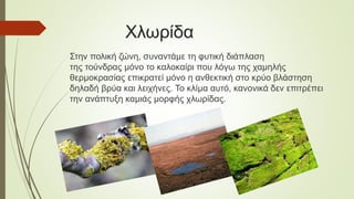 Χλωρίδα
Στην πολική ζώνη, συναντάμε τη φυτική διάπλαση
της τούνδρας μόνο το καλοκαίρι που λόγω της χαμηλής
θερμοκρασίας επικρατεί μόνο η ανθεκτική στο κρύο βλάστηση
δηλαδή βρύα και λειχήνες. Το κλίμα αυτό, κανονικά δεν επιτρέπει
την ανάπτυξη καμιάς μορφής χλωρίδας.
 