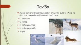 Πανίδα
 Αν και ούτε ανάπτυξη πανίδας δεν επιτρέπει αυτό το κλίμα, τα
ζώα που μπορούν να ζήσουν σε αυτό είναι:
 Ο τάρανδος
 Ο λύκος
 Η πολική αλεπού
 Η πολική αρκούδα
 Λαγός
 