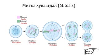 эсийн хуваагдал сайжруулсан | PPT