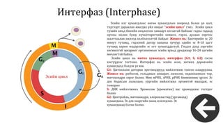 эсийн хуваагдал сайжруулсан | PPT