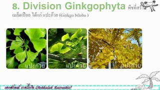 8. Division Ginkgophyta พืชที่สร้าง
เมล็ดเปือย ได้แก่ แปะก๊วย (Ginkgo biloba )
 