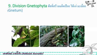 9. Division Gnetophyta พืชที่สร้างเมล็ดเปือย ได้แก่ มะเมื่อย
(Gnetum)
9. Division Gnetophyta พืชที่สร้างเมล็ดเปือย ได ้แก่ มะเมื่อย (Gnetum)
 