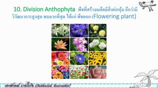 10. Division Anthophyta พืชที่สร้างเมล็ดมีสิ่งห่อหุ้ม ถือว่ามี
วิวัฒนาการสูงสุด พบมากที่สุด ได้แก่ พืชดอก (Flowering plant)
 