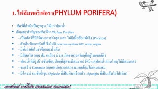 1. ไฟลัมพอริเฟอรำ(PHYLUM PORIFERA)
• สัตว์ที่ลาตัวเป็นรูพรุน ได้แก่ ฟองน้า
• ลักษณะสำคัญของสัตว์ใน Phylum Porifera
• - เป็นสัตว์ที่มีวิวัฒนาการต่าสุด และ ไม่มีเนื้อเยื่อแท้จริง (Parazoa)
• - ตัวเต็มวัยเกาะกับที่ จึงไม่มี nervous system และ sense organ
• - มีทั้งอาศัยในน้าจืดและน้าเค็ม
• - มีสีสดใส (แดง ส้ม เหลือง ม่วง) เกิดจากรงควัตถุที่อยู่ในเซลล์ผิว
• - ฟองน้าที่มีรูปร่างซับซ้อนน้อยที่สุดจะมีสมมาตรรัศมี แต่ฟองน้าส่วนใหญ่ไม่มีสมมาตร
• - จะสร้าง Gemmule (แตกหน่อ)เวลาสภาวะแวดล้อมไม่เหมาะสม
• - มีโครงร่างแข็งค้าจุน (Spicule ที่เป็นหินหรือแก้ว , Spongin ที่เป็นเส้นใยโปรตีน)
 
