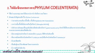 2. ไฟลัมซีเลนเทอรำตำ(PHYLUM COELENTERATA)
• ได้แก่ แมงกะพรุน ดอกไม้ทะเล ปะการัง กัลปังหา และไฮดรา
• ลักษณะสำคัญของสัตว์ใน Phylum Coelenterata
• - ร่างกายประกอบด้วย เนื้อเยื่อ 2 ชั้นคือ Epidermis เเละ Gastrodermis
• - ระหว่างชั้นเนื้อเยื่อมีสารคล้ายวุ้นเรียกว่า Mesoglea เเทรกอยู่
• - ลาตัวกลวงลักษณะเป็นถุงตันมีช่องเปิดช่องเดียวเรียกว่า gastrovascula cavity ทาหน้าที่เป็นทางเดินอาหารอาหารเข้าเเละ
กากอาหารออกทางช่องเปิดเดียวกัน
• - มีหนวดอยู่รอบปากเรียกว่า เทนทาเคิล ( tentacle)ใช้สาหรับจับเหยื่อ
• - ที่หนวดมีเซลล์สาหรับต่อยเรียกว่า cnidocyteเเละมีเข็มสาหรับต่อยเรียกว่า nematocyst
• - มีวงจรชีพสลับ
• - สืบพันธุ์แบบไม่อาศัยเพศ โดยการแตกหน่อ
• - มี 2 เพศในตัวเดียวกัน
 