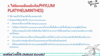 3. ไฟลัมแพลทิเฮลมินทิส(PHYLUM
PLATYHELMINTHES)
• ได้แก่ พยาธิใบไม้พยาธิตัวตืด และพลานาเรีย
• ลักษณะสำคัญของสัตว์ใน Phylum Platyhelminthes
• - มีสมมาตรเป็นแบบครึ่งซีก (Bilateralsymmetry)
• - ไม่มีช่องว่างในลาตัว (Acoelomate animal) เนื่องจากเนื้อเยื่อชั้นกลางมีเนื้อเยื่อหยุ่นๆบรรจุอยู่เต็มไปหมด
• - ไม่มีระบบหมุนเวียนโลหิต ไม่มีเส้นเลือด ไม่มีหัวใจ สารอาหารไปเลี้ยงเซลล์โดยการแพร่จากทางเดินอาหารเข้าสู่
เซลล์โดยตรง
• - มีระบบทางเดินอาหารเป็นแบบไม่สมบูรณ์มีปากแต่ไม่มีทวารหนักและในพวกพยาธิตัวตืดไม่มีทางเดินอาหาร
• - มีระบบประสาทอยู่ทางด้านหน้าและแตกแขนงออกไปทางด้านข้างของลาตัว
• - มีทั้งสองเพศในตัวเดียวกัน สามารถผสมพันธุ์ได้ภายในตัวเอง (Self fertilization) และผสมพันธุ์ข้ามตัว (Cross
fretilization)
 