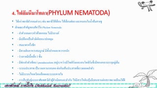 4. ไฟลัมนีมำโทดำ(PHYLUM NEMATODA)
• ได้แก่ พยาธิตัวกลมต่างๆ เช่น พยาธิไส้เดือน ไส้เดือนฝอย และหนอนในน้าส้มสายชู
• ลักษณะสำคัญของสัตว์ใน Phylum Nemetoda
• - ลาตัวกลมยาวหัวท้ายเเหลม ไม่มีรยางค์
• - มีเปลือกเป็นคิวติเคิลหนาปกคลุม
• - สมมาตรครึ่งซีก
• - มีทางเดินอาหารสมบูรณ์ มีทั้งปากเเละทวารหนัก
• - ร่างกายมีเนื้อเยื่อ 3 ชั้น
• - มีช่องลาตัวเทียม ( pseudocoelom )อยู่ระหว่างมีโซเดิร์มเเละเอนโดเดิร์มซึ่งมีของเหลวบรรจุอยู่เต็ม
• - ระบบประสาท เป็นวงเเหวนรอบคอ ต่อกับเส้นประสาทที่ยาวตลอดลาตัว
• - ไม่มีระบบไหลเวียนเลือดเเละระบบหายใจ
• - การสืบพันธุ์เเบบอาศัยเพศ มีตัวผู้ตัวเมียคนละตัวกัน ไข่มีสารไคตินหุ้มจึงทนทานต่อสภาพเเวดล้อมได้ดี
 