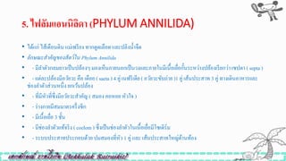 5. ไฟลัมแอนนิลิดำ (PHYLUM ANNILIDA)
• ได้แก่ ไส้เดือนดิน แม่เพรียง ทากดูดเลือดและปลิงน้าจืด
• ลักษณะสำคัญของสัตว์ใน Phylum Annilida
• - มีลาตัวกลมยาวเป็นปล้องๆ มองเห็นภายนอกเป็นวงเเละภายในมีเนื้อเยื่อกั้นระหว่างปล้องเรียกว่า เซปตา ( septa )
• - เเต่ละปล้องมีอวัยวะคือ เดือย ( saeta ) 4 คู่ เนฟริเดีย ( อวัยวะขับถ่าย )1 คู่ เส้นประสาท 3 คู่ ทางเดินอาหารเเละ
ช่องลาตัวส่วนหนึ่ง ยกเว้นปล้อง
• - ที่มีหัวที่ซึ่งมีอวัยวะสาคัญ ( สมอง คอหอย หัวใจ )
• - ร่างกายมีสมมาตรครึ่งซีก
• - มีเนื้อเยื่อ 3 ชั้น
• - มีช่องลาตัวเเท้จริง ( coelom ) ซึ่งเป็นช่องลาตัวในเนื้อเยื่อมีโซเดิร์ม
• - ระบบประสาทประกอบด้วยปมสมองที่หัว 1 คู่ และ เส้นประสาทใหญ่ด้านท้อง
 