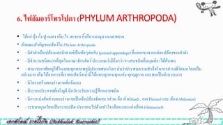6. ไฟลัมอำร์โทรโปดำ (PHYLUM ARTHROPODA)
• ได้แก่ กุ้ง กั้ง ปู แมลง เห็บ ไร ตะขาบ กิ้งกือ แมงมุม แมงดาทะเล
• ลักษณะสำคัญของสัตว์ใน Phylum Arthropoda
• - มีลาตัวเป็นปล้องและมีรยางค์เป็นข้อๆต่อกัน (jointed appendage) ยื่นออกมาจากแต่ละปล้องของลาตัว
• - มีจานวนชนิดมากที่สุดในอาณาจักรสัตว์ประมาณว่ามีถึงกว่า 9 แสนชนิดที่มนุษย์เราได้ค้นพบ
• - สามารถอาศัยอยู่ได้ในแทบทุกสภาพภูมิประเทศบนโลกนับว่าประสบความสาเร็จในการดารงชีวิตบนโลกเป็น
อย่างมาก เห็นได้จากการที่เราพบสัตว์เหล่านี้ได้แทบทุกหนทุกแห่ง ทุกฤดูกาลและพบเป็นจานวนมาก
• - มีโครงสร้างของร่างกายที่แข็งแรง
• - มีระบบประสาทที่เจริญดี มีอวัยวะรับความรู้สึกหลายชนิด
• - มีการแบ่งสัดส่วนของร่างกายเป็นข้อปล้องชัดเจน 3ส่วน คือ หัว(Head) , อก(Thorax) และ ท้อง(Abdomen)
• - ระบบหมุนเวียนเป็นระบบเปิด ประกอบไปด้วยหัวใจ เลือด และแอ่งเลือด(Hemocoel)
 