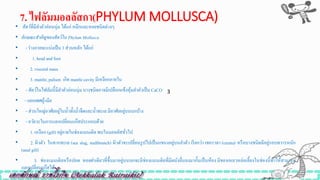 7. ไฟลัมมอลลัสกำ(PHYLUM MOLLUSCA)
• สัตว์ที่มีลาตัวอ่อนนุ่ม ได้แก่ หมึกและหอยชนิดต่างๆ
• ลักษณะสำคัญของสัตว์ใน Phylum Mollusca
• - ร่างกายจะแบ่งเป็น 3 ส่วนหลัก ได้แก่
• 1. head and foot
• 2. visceral mass
• 3. mantle,palium เกิด mantlecavity มีเหงือกภายใน
• - สัตว์ในไฟลัมนี้มีลาตัวอ่อนนุ่มบางชนิดอาจมีเปลือกแข็งหุ้มลาตัวเป็น CaCO
• - แยกเพศผู้-เมีย
• - ส่วนใหญ่อาศัยอยู่ในน้าทั้งน้าจืดและน้าทะเลมีอาศัยอยู่บนบกบ้าง
• - อวัยวะในการแลกเปลี่ยนแก๊สประกอบด้วย
• 1. เหงือก (gill)อยู่ภายในช่องแมนเติลพบในมอลลัสทั่วไป
• 2. ผิวตัว ในทากทะเล (sea slug, nudibranch) ผิวตัวจะเปลี่ยนรูปไปเป็นแขนงอยู่บนลาตัว เรียกว่า เซอราตา (cerata) หรือบางชนิดมีอยู่รอบทวารหนัก
(anal gill)
• 3. ช่องแมนเติลหรือปอด หอยฝาเดียวที่ขึ้นมาอยู่บนบกจะมีช่องแมนเติลที่มีผนังยื่นลงมากั้นเป็นห้อง มีของเหลวหล่อเลี้ยงในช่องนี้ทาให้สามารถ
แลกเปลี่ยนแก๊สได้
3
 