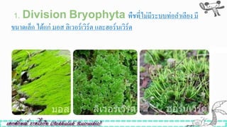 1. Division Bryophyta พืชที่ไม่มีระบบท่อลาเลียง มี
ขนาดเล็ก ได้แก่ มอส ลิเวอร์เวิร์ต และฮอร์นเวิร์ด
 