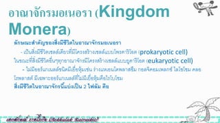 อำณำจักรมอเนอรำ (Kingdom
Monera)
ลักษณะสาคัญของสิ่งมีชีวิตในอาณาจักรมอเนอรา
- เป็นสิ่งมีิีวิตเซลล์เดียวที่มีโครงสร้างเซลล์แบบโพรคาริโอต (prokaryotic cell)
ในขณะที่สิ่งมีิีวิตอื่นๆทุกอาณาจักรมีโครงสร้างเซลล์แบบยูคารีโอต (eukaryotic cell)
- ไม่มีออร์แกเนลล์ินิดมีเยื่อหุ้มเิ่น ร่างแหเอนโดพลาสซึม กอลจิคอมเพลกซ์ ไลโซโซม คลอ
โรพลาสต์ มีเฉพาะออร์แกเนลล์ที่ไม่มีเยื่อหุ้มคือไรโบโซม
สิ่งมีชีวิตในอาณาจักรนี้แบ่งเป็น 2 ไฟลัม คือ
 