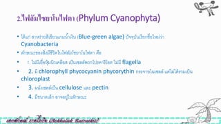 2.ไฟลัมไซยำโนไฟตำ (Phylum Cyanophyta)
• ได้แก่ สาหร่ายสีเขียวแกมน้าเงิน (Blue-green algae) ปัจจุบันเรียกิื่อใหม่ว่า
Cyanobacteria
• ลักษณะของสิ่งมีชีวิตในไฟลัมไซยำโนไฟตำ คือ
• 1. ไม่มีเยื่อหุ้มนิวเคลียส เป็นเซลล์พวกโปรคารีโอต ไม่มี flagella
• 2. มี chlorophyll phycocyanin phycorythin กระจายในเซลล์ แต่ไม่ได้รวมเป็น
chloroplast
• 3. ผนังเซลล์เป็น cellulose และ pectin
• 4. มีขนาดเล็ก อาจอยู่ในลักษณะ
 