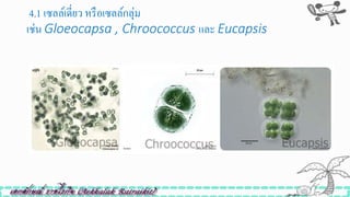 4.1 เซลล์เดี่ยว หรือเซลล์กลุ่ม
เช่น Gloeocapsa , Chroococcus และ Eucapsis
 