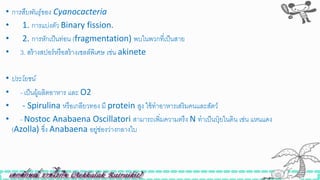 • กำรสืบพันธุ์ของ Cyanocacteria
• 1. การแบ่งตัว Binary fission.
• 2. การหักเป็นท่อน (fragmentation) พบในพวกที่เป็นสาย
• 3. สร้างสปอร์หรือสร้างเซลล์พิเศษ เิ่น akinete
• ประโยชน์
• - เป็นผู้ผลิตอาหาร และ O2
• - Spirulina หรือเกลียวทอง มี protein สูง ใิ้ทาอาหารเสริมคนและสัตว์
• - Nostoc Anabaena Oscillatori สามารถเพิ่มความตรึง N ทาเป็นปุ๋ ยในดิน เิ่น แหนแดง
(Azolla) ซึ่ง Anabaena อยู่ิ่องว่างกลางใบ
 