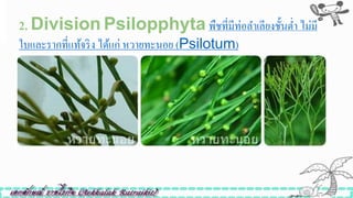 2. Division Psilopphyta พืชที่มีท่อลาเลียงชั้นต่า ไม่มี
ใบและรากที่แท้จริง ได้แก่ หวายทะนอย (Psilotum)
 