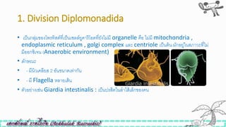 1. Division Diplomonadida
• เป็นกลุ่มของโพรทิสต์ที่เป็นเซลล์ยูคารีโอตที่ยังไม่มี organelle คือ ไม่มี mitochondria ,
endoplasmic reticulum , golgi complex และ centriole เป็นต้น มักอยู่ในสภาวะที่ไม่
มีออกซิเจน (Anaerobic environment)
• ลักษณะ
• - มีนิวเคลียส 2 อันขนาดเท่ากัน
• - มี Flagella หลายเส้น
• ตัวอย่างเิ่น Giardia intestinalis : เป็นปรสิตในลาไส้เล็กของคน
 