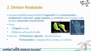 2. Division Parabasala
• เป็นกลุ่มของโพรทิสต์ที่เป็นเซลล์ยูคารีโอตที่ยังไม่มี organelle คือ ไม่มี mitochondria ,
endoplasmic reticulum , golgi complex และ centriole เป็นต้น มักอยู่ในสภาวะที่ไม่
มีออกซิเจน (Anaerobic environment)
• ลักษณะ
• - มี Flagella หลายเส้น
• - มีเยื้อหุ้มลักษณะเป็นรอยหยักคล้ายคลื่น
• ตัวอย่างเิ่น Trichomonas vaginalis : เป็นปรสิตในิ่องคลอด
• Trichonympha : อาศัยอยู่ในลาไส้ปลวกดารงิีพแบบภาวะพึ่งพากัน
 