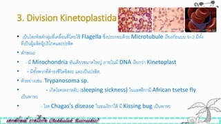 3. Division Kinetoplastida
• เป็นโพรทิสต์กลุ่มที่เคลื่อนที่โดยใิ้ Flagella ซึ่งประกอบด้วย Microtubule เรียงกัยแบบ 9+2 มีทั้ง
ที่เป็นผู้ผลิตผู้บริโภคและปรสิต
• ลักษณะ
• - มี Mirochondria อันเดียวขนาดใหญ่ ภายในมี DNA เรียกว่า Kinetoplast
• - มีทั้งพวกที่ดารงิีวิตอิสระ และเป็นปรสิต.
• ตัวอย่างเิ่น Trypanosoma sp.
• - เกิดโรคเหงาหลับ (sleeping sickness) ในแอฟริกามี African tsetse fly
เป็นพาหะ
• - โรค Chagas's disease ในอเมริกาใต้ มี Kissing bug เป็นพาหะ
 