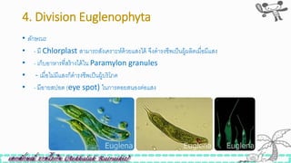 4. Division Euglenophyta
• ลักษณะ
• - มี Chlorplast สามารถสังเคราะห์ด้วยแสงได้ จึงดารงิีพเป็นผู้ผลิตเมื่อมีแสง
• - เก็บอาหารที่สร้างได้ใน Paramylon granules
• - เมื่อไม่มีแสงก็ดารงิีพเป็นผู้บริโภค
• - มีอายสปอต (eye spot) ในการตอยสนองต่อแสง
 