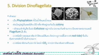 5. Division Dinoflagellata
• ลักษณะ
• - เป็น Phytoplakton ทั้งในน้าจืดและน้าทะเล
• - ส่วนใหญ่อยู่เป็นเซลล์เดียว มีบ้างที่อาศัยอยู่รวมกันเป็น colony
• - ลักษณะสาคัญคือ มีแผ่น Cellulose อยู่ภายใน ประกอบกันคล้ายเกราะ มีลวดลายสวยงามและมี
Flagellum 2 เส้น
• - บางินิดมีการสะสมสารพิษ ทาให้ทะเลมีสีแดง เกิดปรากฏการณ์ขี้ปลาวาฬ (red tide) ซึ่งเป็น
อันตรายต่อสัตว์น้าเป็นจานวนมาก
• - บางินิดอาศัยร่วมกับปะการัง โดยนา CO2 จากปะการังมาสังเคราะห์ด้วยแสง
 