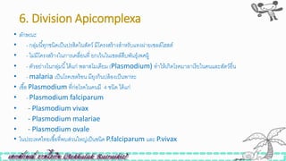 6. Division Apicomplexa
• ลักษณะ
• - กลุ่มนี้ทุกินิดเป็นปรสิตในสัตว์ มีโครงสร้างสาหรับแทงผ่ายเซลล์โฮสต์
• - ไม่มีโครงสร้างในการเคลื่อนที่ ยกเว้นในเซลล์สืบพันธุ์เพศผู้
• - ตัวอย่างในกลุ่มนี้ได้แก่ พลาสโมเดียม (Plasmodium) ทาให้เกิดโรคมาลาเรียในคนและสัตว์อื่น
• - malaria เป็นโรคเขตร้อน มียุงก้นปล้องเป็นพาหะ
• เิื้อ Plasmodium ที่ก่อโรคในคนมี 4 ินิด ได้แก่
• - Plasmodium falciparum
• - Plasmodium vivax
• - Plasmodium malariae
• - Plasmodium ovale
• ในประเทศไทยเิื้อที่พบส่วนใหญ่เป็นินิด P.falciparum และ P.vivax
 