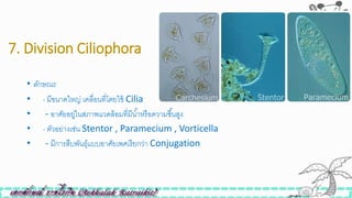 7. Division Ciliophora
• ลักษณะ
• - มีขนาดใหญ่ เคลื่อนที่โดยใิ้ Cilia
• - อาศัยอยู่ในสภาพแวดล้อมที่มีน้าหรือความิื้นสูง
• - ตัวอย่างเิ่น Stentor , Paramecium , Vorticella
• - มีการสืบพันธุ์แบบอาศัยเพศเรียกว่า Conjugation
 