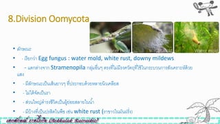 8.Division Oomycota
• ลักษณะ
• - เรียกว่า Egg fungus : water mold, white rust, downy mildews
• - แตกต่างจาก Stramenopila กลุ่มอื่นๆ ตรงที่ไม่มีรงควัตถุที่ใิ้ในกระบวนการสังเคราะห์ด้วย
แสง
• - มีลักษณะเป็นเส้นยาวๆ ที่ประกอบด้วยหลายนิวเคลียส
• - ไม่ได้จัดเป็นรา
• - ส่วนใหญ่ดารงิีวิตเป็นผู้ย่อยสลายในน้า
• - มีบ้างที่เป็นปรสิตในพืิ เิ่น white rust (ราขาวในมันฝรั่ง)
 