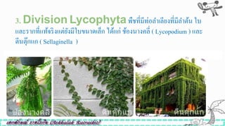 3. Division Lycophytaพืชที่มีท่อลาเลียงที่มีลาต้น ใบ
และรากที่แท้จริงแต่ยังมีใบขนาดเล็ก ได้แก่ ช้องนางคลี่ ( Lycopodium ) และ
ตีนตุ๊กแก ( Sellaginella )
 