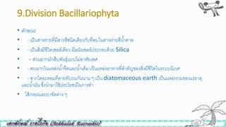 9.Division Bacillariophyta
• ลักษณะ
• - เป็นสาหร่ายที่มีสารสีินิดเดียวกับที่พบในสาหร่ายสีน้าตาล
• - เป็นสิ่งมีิีวิตเซลล์เดียว มีผนังเซลล์ประกอบด้วย Silica
• - ส่วนมากมักสืบพันธุ์แบบไม่อาศัยเพศ
• - พบมากในแหล่งน้าจืดและน้าเค็ม เป็นแหล่งอาหารที่สาคัญของสิ่งมีิีวิตในระบบนิเวศ
• - ซากไดอะตอมที่ตายทับถมกันนาน ๆ เป็น diatomaceous earth เป็นแหล่งรวมของแร่ธาตุ
และน้ามัน ซึ่งนามาใิ้ประโยิน์ในการทา
• ไส้กรองและยาขัดต่าง ๆ
 