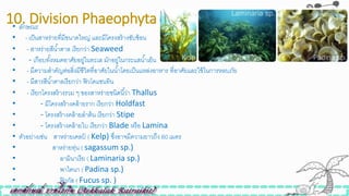 10. Division Phaeophyta• ลักษณะ
• - เป็นสาหร่ายที่มีขนาดใหญ่ และมีโครงสร้างซับซ้อน
• - สาหร่ายสีน้าตาล เรียกว่า Seaweed
• - เกือบทั้งหมดอาศัยอยู่ในทะเล มักอยู่ในกระแสน้าเย็น
• - มีความสาคัญต่อสิ่งมีิีวิตที่อาศัยในน้าโดยเป็นแหล่งอาหาร ที่อาศัยและใิ้ในการหลบภัย
• - มีสารสีน้าตาลเรียกว่า ฟิวโคแซนทิน
• - เรียกโครงสร้างรวม ๆ ของสาหร่ายินิดนี้ว่า Thallus
• - มีโครงสร้างคล้ายราก เรียกว่า Holdfast
• - โครงสร้างคล้ายลาต้น เรียกว่า Stipe
• - โครงสร้างคล้ายใบ เรียกว่า Blade หรือ Lamina
• ตัวอย่างเิ่น สาหร่ายเคลป์ ( Kelp) ซึ่งอาจมีความยาวถึง 60 เมตร
• สาหร่ายทุ่น ( sagassum sp.)
• ลามินาเรีย ( Laminaria sp.)
• พาไดนา ( Padina sp.)
• ฟิวกัส ( Fucus sp. )
 
