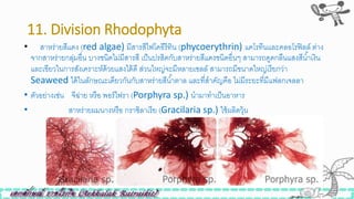 11. Division Rhodophyta
• สาหร่ายสีแดง (red algae) มีสารสีไฟโคอีรีทิน (phycoerythrin) แคโรทีนและคลอโรฟิลล์ ต่าง
จากสาหร่ายกลุ่มอื่น บางินิดไม่มีสารสี เป็นปรสิตกับสาหร่ายสีแดงินิดอื่นๆ สามารถดูดกลืนแสงสีน้าเงิน
และเขียวในการสังเคราะห์ด้วยแสงได้ดี ส่วนใหญ่จะมีหลายเซลล์ สามารถมีขนาดใหญ่เรียกว่า
Seaweed ได้ในลักษณะเดียวกันกับสาหร่ายสีน้าตาล และที่สาคัญคือ ไม่มีระยะที่มีแฟลกเจลลา
• ตัวอย่างเิ่น จีฉ่าย หรือ พอร์ไฟรา (Porphyra sp.) นามาทาเป็นอาหาร
• สาหร่ายผมนางหรือ กราซิลาเรีย (Gracilaria sp.) ใิ้ผลิตวุ้น
 