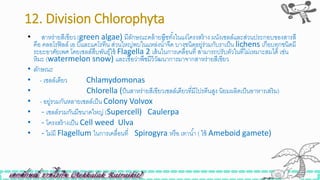 12. Division Chlorophyta
• สาหร่ายสีเขียว (green algae) มีลักษณะคล้ายพืิทั้งในแง่โครงสร้าง ผนังเซลล์และส่วนประกอบของสารสี
คือ คลอโรฟิลล์ เอ บีและแคโรทีน ส่วนใหญ่พบในแหล่งน้าจืด บางินิดอยู่ร่วมกับราเป็น lichens เกือบทุกินิดมี
ระยะอาศัยเพศ โดยเซลล์สืบพันธุ์ใิ้ Flagella 2 เส้นในการเคลื่อนที่ สามารถปรับตัวในที่ไม่เหมาะสมได้ เิ่น
หิมะ (watermelon snow) และเิื่อว่าพืิมีวิวัฒนาการมาจากสาหร่ายสีเขียว
• ลักษณะ
• - เซลล์เดียว Chlamydomonas
• Chlorella (ป็นสาหร่ายสีเขียวเซลล์เดียวที่มีโปรตีนสูง นิยมผลิตเป็นอาหารเสริม)
• - อยู่รวมกันหลายเซลล์เป็น Colony Volvox
• - เซลล์รวมกันมีขนาดใหญ่ (Supercell) Caulerpa
• - โครงสร้างเป็น Cell weed Ulva
• - ไม่มี Flagellum ในการเคลื่อนที่ Spirogyra หรือ เทาน้า ( ใิ้ Ameboid gamete)
 