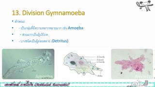 13. Division Gymnamoeba
• ลักษณะ
• - เป็นกลุ่มที่มีความหลากหลายมาก เิ่น Amoeba
• - ส่วนมากเป็นผู้บริโภค
• - บางินิดเป็นผู้ย่อยสลาย (Detritus)
 