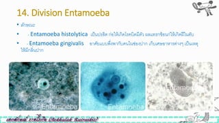 14. Division Entamoeba
• ลักษณะ
• - Entamoeba histolytica เป็นปรสิต ก่อให้เกิดโรคบิดมีตัว ผลแทรกซ้อนก่ให้เกิดฝีในตับ
• - Entamoeba gingivalis อาศัยแบบพึ่งพากับคนในิ่องปาก เก็บเศษอาหารต่างๆ เป็นเหตุ
ให้มีกลิ่นปาก
 