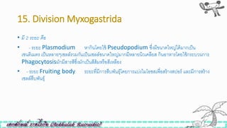15. Division Myxogastrida
• มี 2 ระยะ คือ
• - ระยะ Plasmodium หากินโดยใิ้ Pseudopodium ซึ่งมีขนาดใหญ่ได้มากเป็น
เซนติเมตร เป็นหลายๆเซลล์รวมกันเป็นเซลล์ขนาดใหญ่มากมีหลายนิวเคลียส กินอาหารโดยใิ้กระบวนการ
Phagocytosisมักมีสารสีซึ่งมักเป็นสีส้มหรือสีเหลือง
• - ระยะ Fruiting body ระยะที่มีการสืบพันธุ์โดยการแบ่งไมโอซสเพื่อสร้างสปอร์ และมีการสร้าง
เซลล์สืบพันธุ์
 