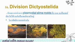 16. Division Dictyostelida
- ลักษณะแตกต่างจาก plasmodial slime molds คือ ระยะ จะเป็นเซลล์
เดียวไม่ได้รวมกันเป็นเซลล์ขนาดใหญ่
• - ในวงชีพมีความแตกต่างกัน
 